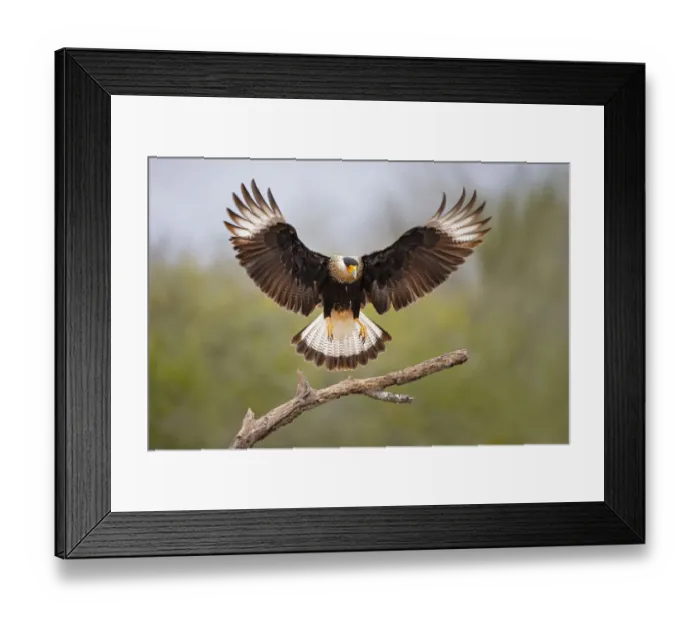 Framed Print : Crested Caracara landing on dead branch Framed Print : Crested Caracara landing on dead branch