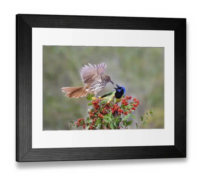 Framed Print : Long-billed Thrasher (Toxostoma longirostre) fighting Green Jay (Cyanocorax yncas Framed Print : Long-billed Thrasher (Toxostoma longirostre) fighting Green Jay (Cyanocorax yncas