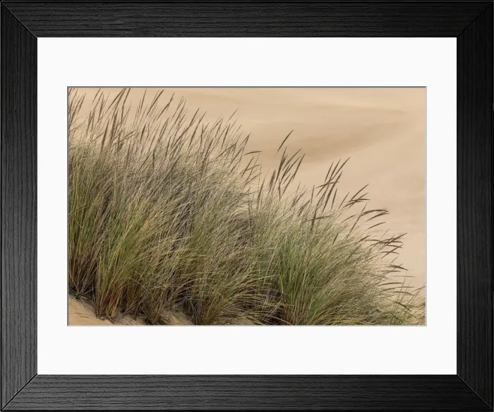Framed Print : Grasses in dunes, Dellenback Dunes, Siuslaw National Forest, Coos County, Oregon Framed Print : Grasses in dunes, Dellenback Dunes, Siuslaw National Forest, Coos County, Oregon