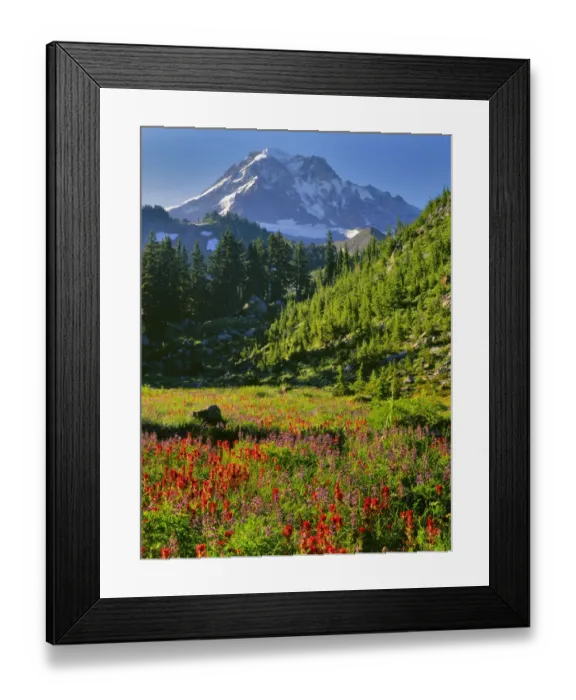 Framed Print : USA, Oregon, Mt. Hood National Forest. Mt. Hood and valley flowers