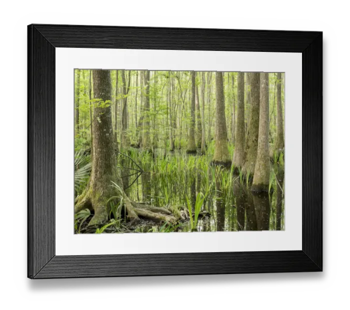 Framed Print : Cypress swamp, Savannah National Wildlife Refuge, North Carolina Framed Print : Cypress swamp, Savannah National Wildlife Refuge, North Carolina