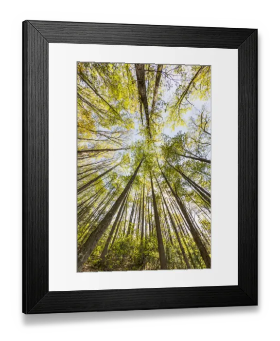 Framed Print : Wide angle view upward in the forest, Great Smoky Mountains, National Park Framed Print : Wide angle view upward in the forest, Great Smoky Mountains, National Park