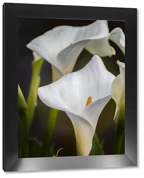 White Calla lily, Shore Acres State Park, Cape Arago Highway, Coos Bay, Oregon
