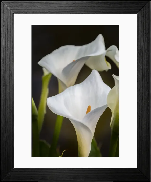 Framed Print : White Calla lily, Shore Acres State Park, Cape Arago Highway, Coos Bay, Oregon