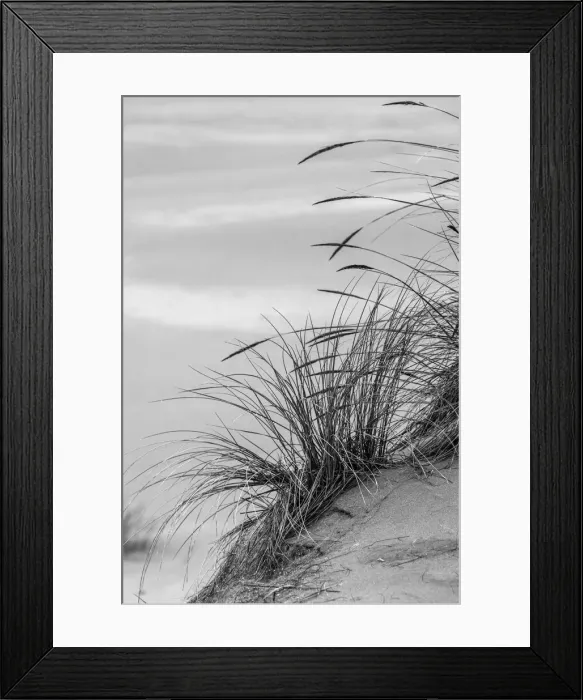 Framed Print : View of grasses in dunes, Dellenback Dunes, Siuslaw National Forest, Coos County, Oregon Framed Print : View of grasses in dunes, Dellenback Dunes, Siuslaw National Forest, Coos County, Oregon
