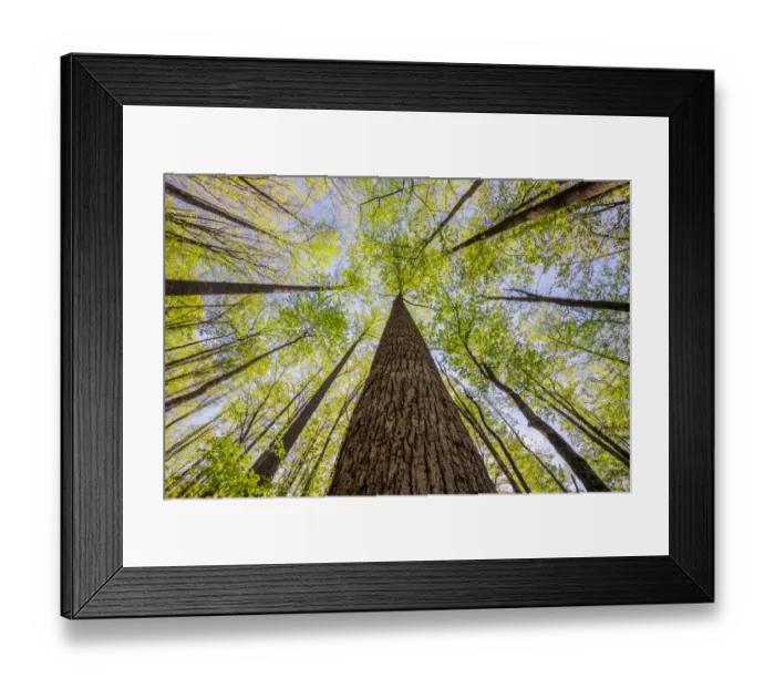 Framed Print : Wide angle view upward in the forest, Great Smoky Mountains, National Park Framed Print : Wide angle view upward in the forest, Great Smoky Mountains, National Park