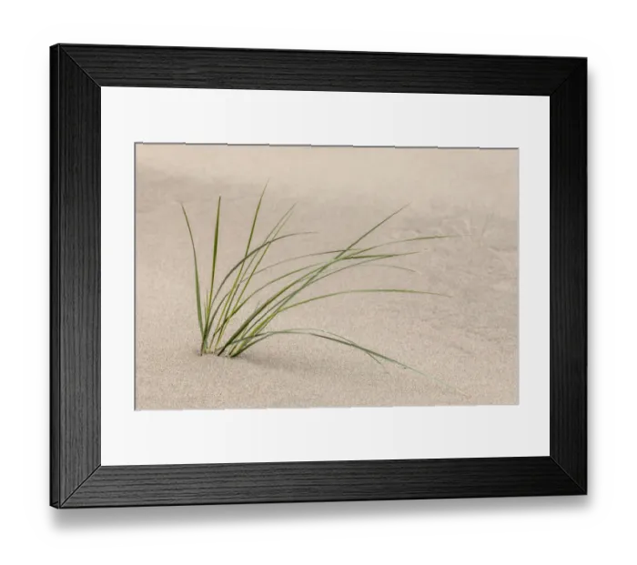 Framed Print : Grasses in dunes, Dellenback Dunes, Siuslaw National Forest, Coos County, Oregon Framed Print : Grasses in dunes, Dellenback Dunes, Siuslaw National Forest, Coos County, Oregon