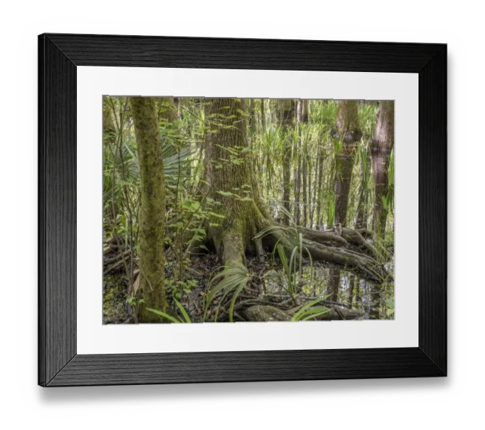 Framed Print : Cypress swamp, Savannah National Wildlife Refuge, North Carolina Framed Print : Cypress swamp, Savannah National Wildlife Refuge, North Carolina