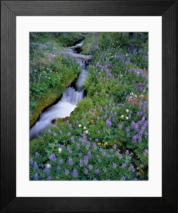 Framed Print : USA, Oregon, Mt. Hood National Forest. Lupine along Mitchell Creek