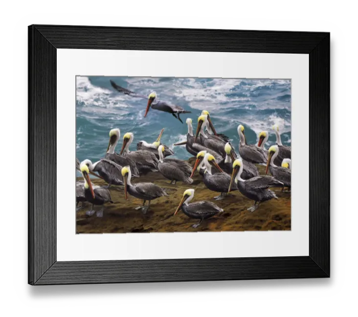 Framed Print : USA, Oregon, Newport. Brown pelicans at Devils Punch Bowl Framed Print : USA, Oregon, Newport. Brown pelicans at Devils Punch Bowl