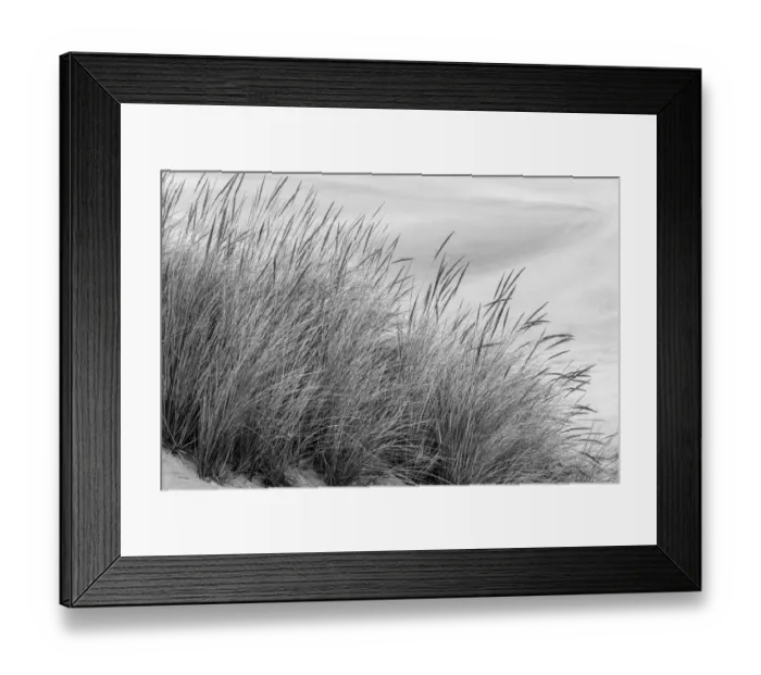 Framed Print : View of grasses in dunes, Dellenback Dunes, Siuslaw National Forest, Coos County, Oregon Framed Print : View of grasses in dunes, Dellenback Dunes, Siuslaw National Forest, Coos County, Oregon