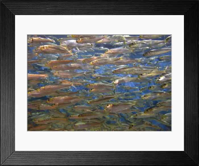 Framed Print : USA, Oregon, Oregon Coast Aquarium. School of Pacific sardines in aquarium Framed Print : USA, Oregon, Oregon Coast Aquarium. School of Pacific sardines in aquarium