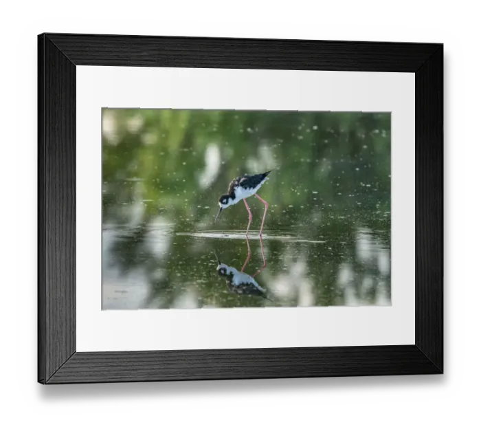 Framed Print : USA, New Mexico, Valencia County. Black-necked stilt bird reflected in water Framed Print : USA, New Mexico, Valencia County. Black-necked stilt bird reflected in water