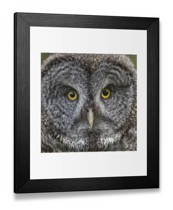Framed Print : Great grey owl, Montana
