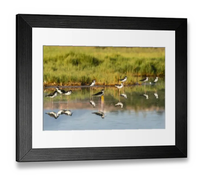 Framed Print : USA, New Mexico, Valencia County. Black-necked stilt birds reflected in water Framed Print : USA, New Mexico, Valencia County. Black-necked stilt birds reflected in water