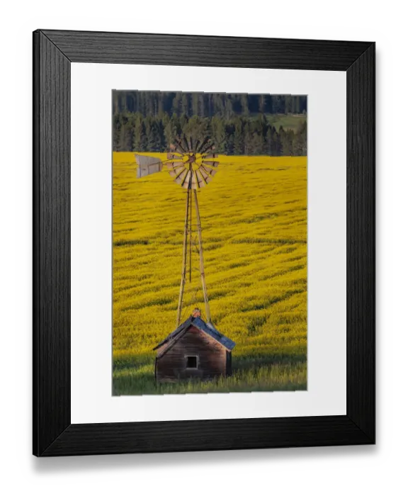 Framed Print : Windmill over canola field in the Flathead Valley of Montana Framed Print : Windmill over canola field in the Flathead Valley of Montana