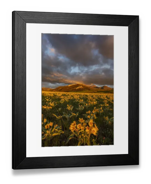 Framed Print : Vast field of arrowleaf balsamroot wildflowers along the Rocky Mountain Front Range near Framed Print : Vast field of arrowleaf balsamroot wildflowers along the Rocky Mountain Front Range near