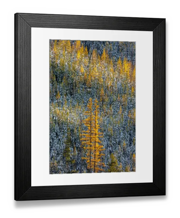Framed Print : Autumn larch trees with pine forest full of recent snow in Glacier National Park, Montana