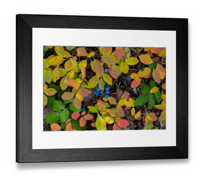 Framed Print : Oregon grape in autumn ground cover in the Lewis and Clark National Forest, Montana, USA Framed Print : Oregon grape in autumn ground cover in the Lewis and Clark National Forest, Montana, USA
