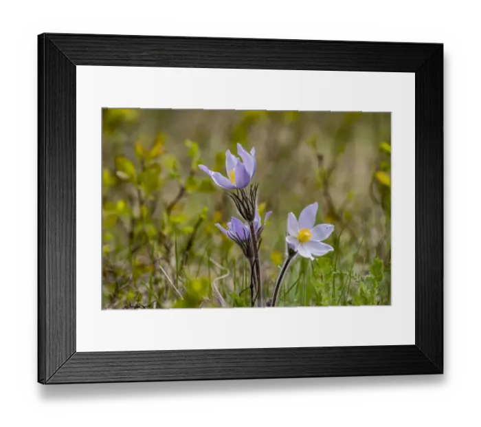 Framed Print : Pasqueflowers aka crocus in spring in Montana