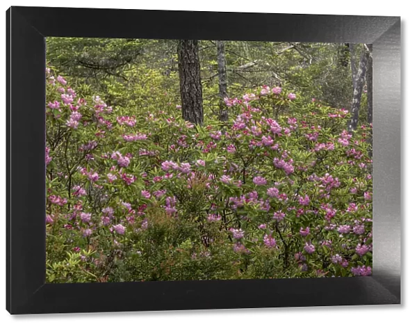 Rhododendron, Siuslaw National Forest, Oregon