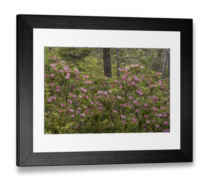 Framed Print : Rhododendron, Siuslaw National Forest, Oregon Framed Print : Rhododendron, Siuslaw National Forest, Oregon