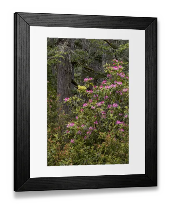 Framed Print : Rhododendron, Siuslaw National Forest, Oregon