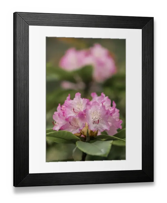 Framed Print : Rhododendron, Siuslaw National Forest, Oregon Framed Print : Rhododendron, Siuslaw National Forest, Oregon