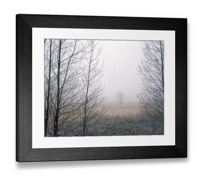 Framed Print : USA, Oregon, Delta Park. Cottonwood and teasels frame an Oregon ash tree Framed Print : USA, Oregon, Delta Park. Cottonwood and teasels frame an Oregon ash tree