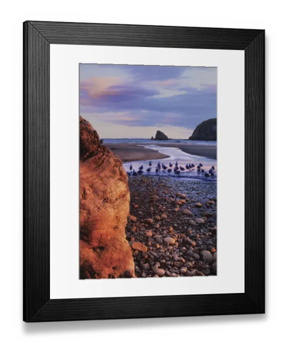 Framed Print : USA, Oregon. Sunset on driftwood and seagulls at Harris Beach State Park Framed Print : USA, Oregon. Sunset on driftwood and seagulls at Harris Beach State Park
