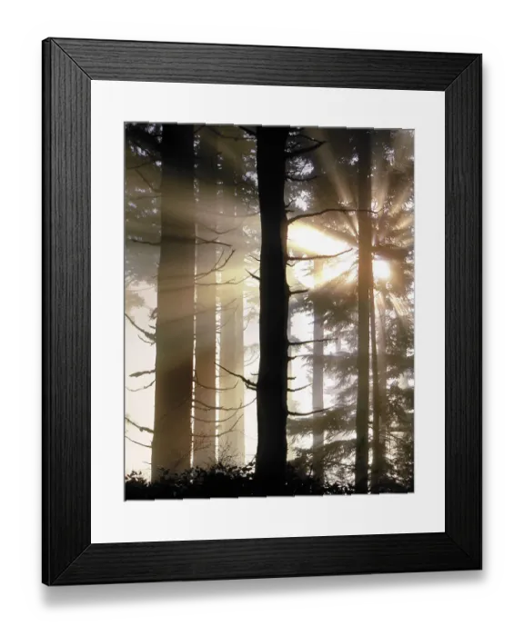 Framed Print : USA, Oregon, Jessie Honeyman State Park. Sunburst in forest trees Framed Print : USA, Oregon, Jessie Honeyman State Park. Sunburst in forest trees