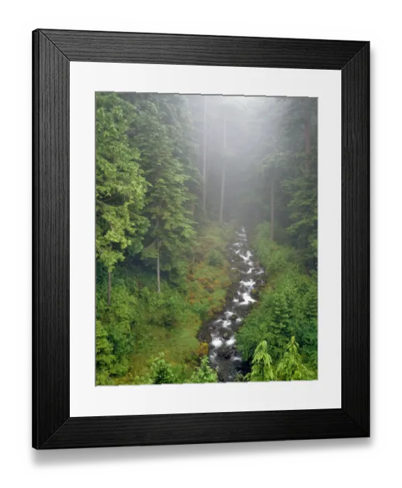 Framed Print : USA, Washington, Olympic National Park. Ennis Creek landscape