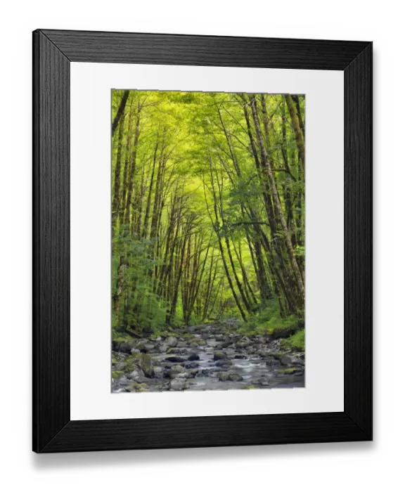 Framed Print : USA, Oregon. Scenic with forest and Wilson River Framed Print : USA, Oregon. Scenic with forest and Wilson River