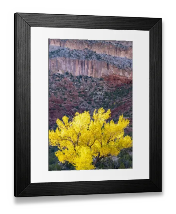 Framed Print : USA, New Mexico, Jemez River Valley. Cliff and cottonwood tree in autumn