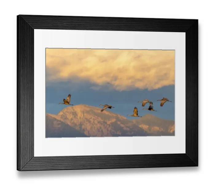 Framed Print : Sandhill cranes flying in the Flathead Valley, Montana, USA Framed Print : Sandhill cranes flying in the Flathead Valley, Montana, USA