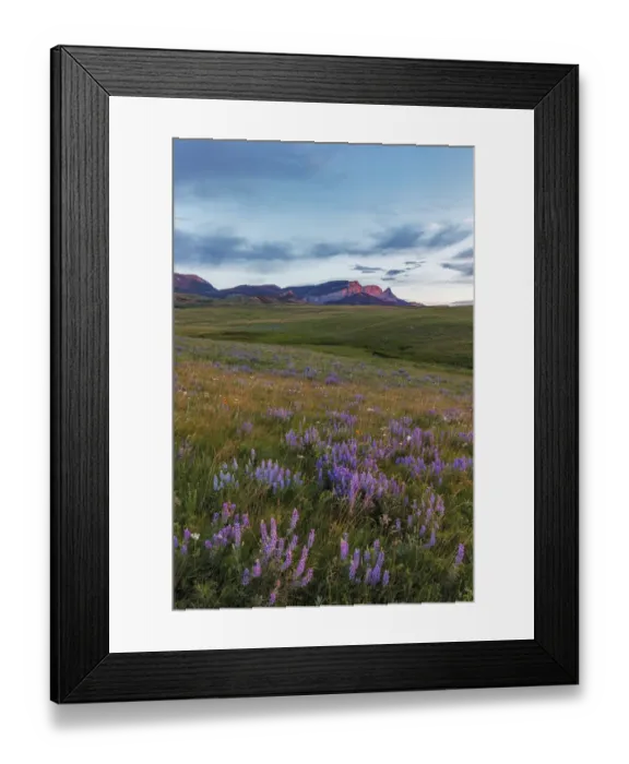 Framed Print : Lupine wildflowers and Sawtooth Ridge along the Rocky Mountain Front near Augusta Framed Print : Lupine wildflowers and Sawtooth Ridge along the Rocky Mountain Front near Augusta