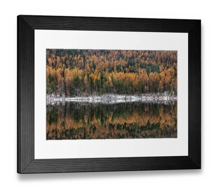 Framed Print : Late autumn larch reflects into Salmon Lake in the Lolo National Forest, Montana, USA Framed Print : Late autumn larch reflects into Salmon Lake in the Lolo National Forest, Montana, USA
