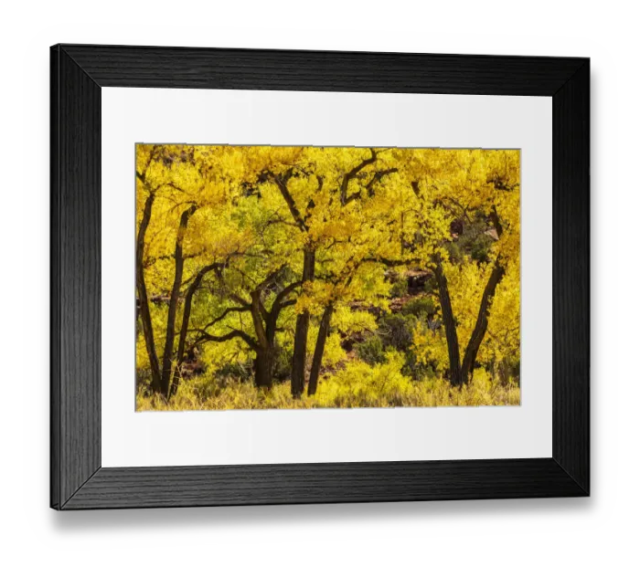 Framed Print : USA, New Mexico, Jemez River Valley. Cottonwood trees in autumn