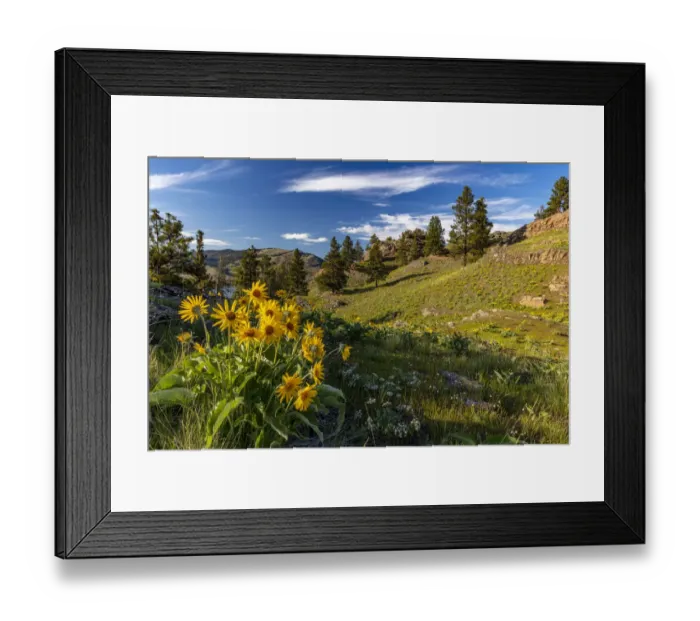 Framed Print : Arrowleaf balsamroot wildflowers in spring on Wild Horse Island State Park near Dayton Framed Print : Arrowleaf balsamroot wildflowers in spring on Wild Horse Island State Park near Dayton