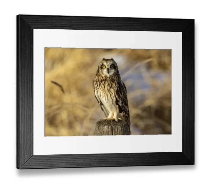 Framed Print : Short-eared owl at Ninepipe National Wildlife Refuge, Montana, USA Framed Print : Short-eared owl at Ninepipe National Wildlife Refuge, Montana, USA