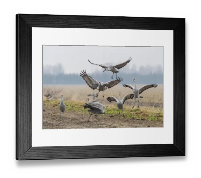 Framed Print : USA, Nebraska. Sandhill Cranes (Antigone canadensis) stop along the cornfields of