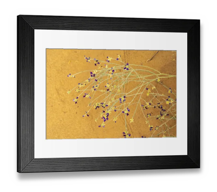 Framed Print : USA, New Mexico, Petroglyph National Monument. Close-up of broom dahlia blossoms Framed Print : USA, New Mexico, Petroglyph National Monument. Close-up of broom dahlia blossoms