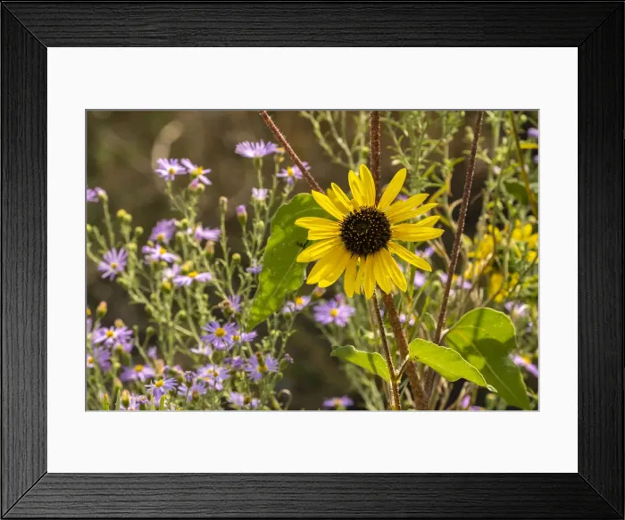 Framed Print : USA, New Mexico. Blooming sunflower and asters Framed Print : USA, New Mexico. Blooming sunflower and asters