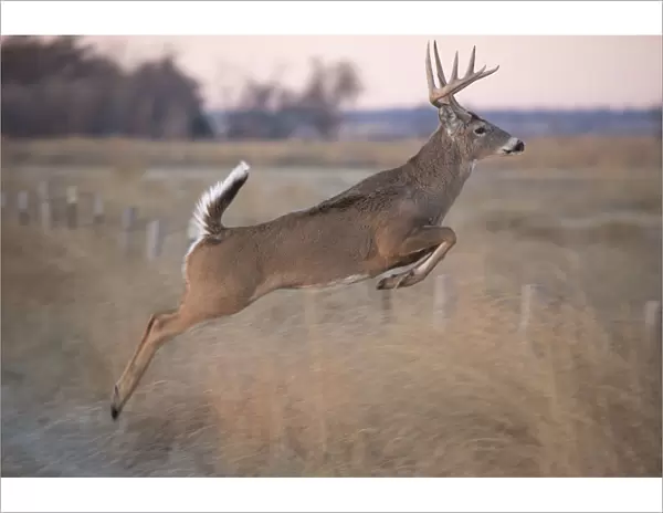 White-tailed deer jumping a fence at Quivira National Game Refuge, Stafford, Kansas