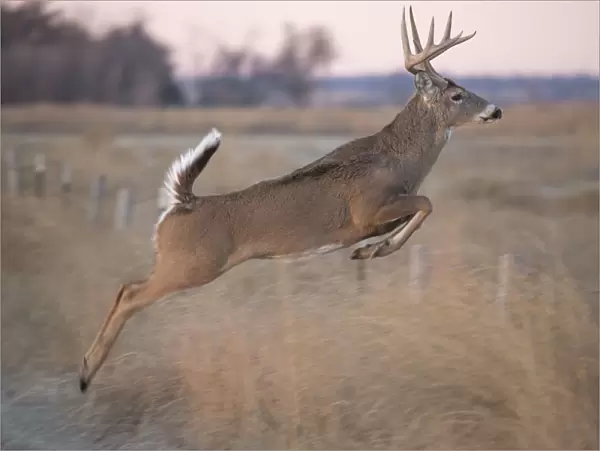 White-tailed deer jumping a fence at Quivira National Game Refuge, Stafford, Kansas