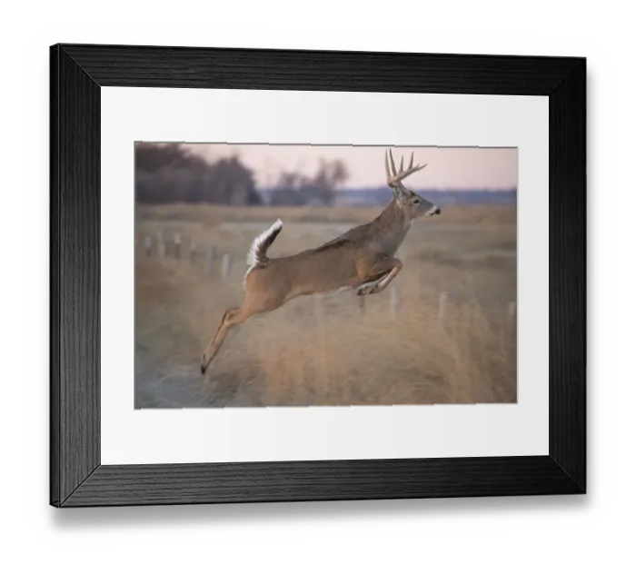 Framed Print : White-tailed deer jumping a fence at Quivira National Game Refuge, Stafford, Kansas Framed Print : White-tailed deer jumping a fence at Quivira National Game Refuge, Stafford, Kansas