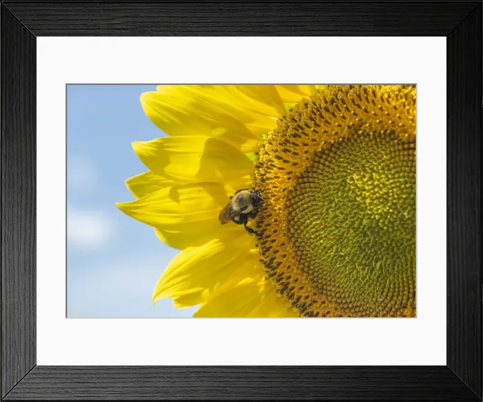 Framed Print : Bee starting to work on giant sunflower
