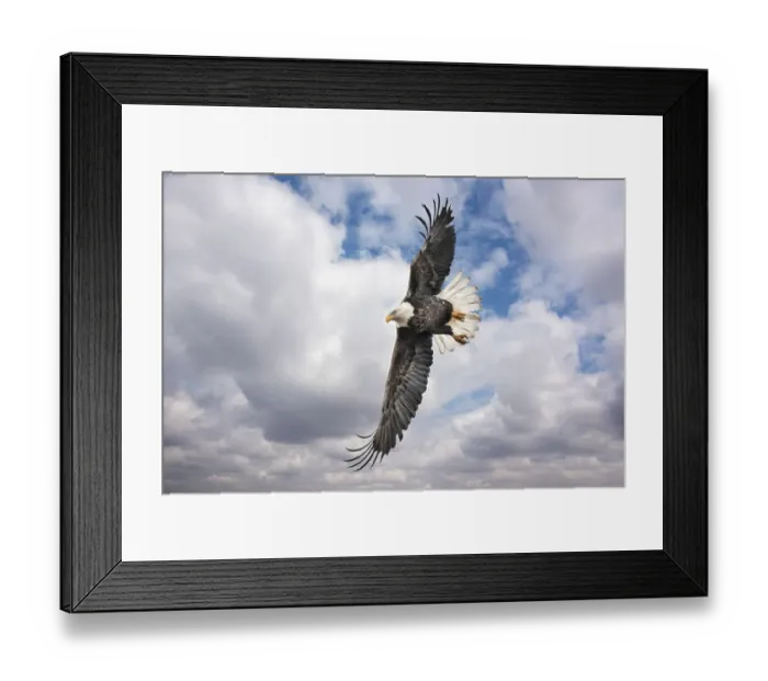 Framed Print : Balk Eagle looking for prey Framed Print : Balk Eagle looking for prey