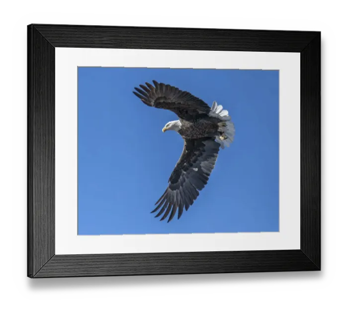 Framed Print : Eagle with talons preparing for a prey grab Framed Print : Eagle with talons preparing for a prey grab