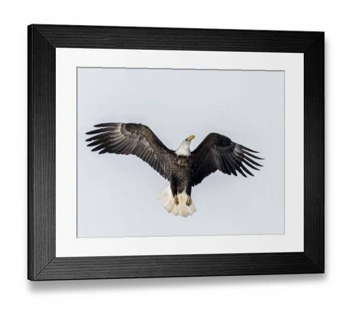 Framed Print : Bald Eagle going for altitude Framed Print : Bald Eagle going for altitude